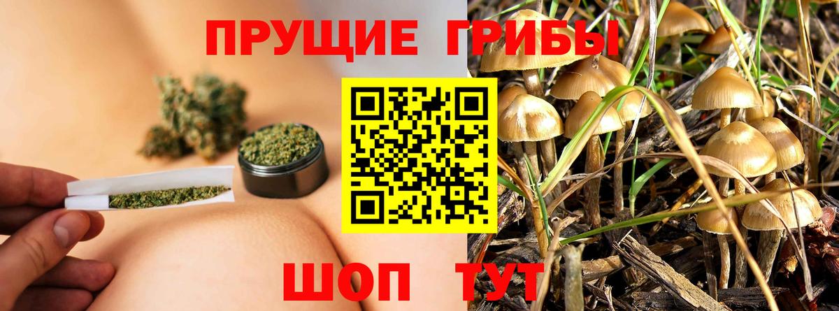 Галлюциногенные грибы Cubensis Узловая